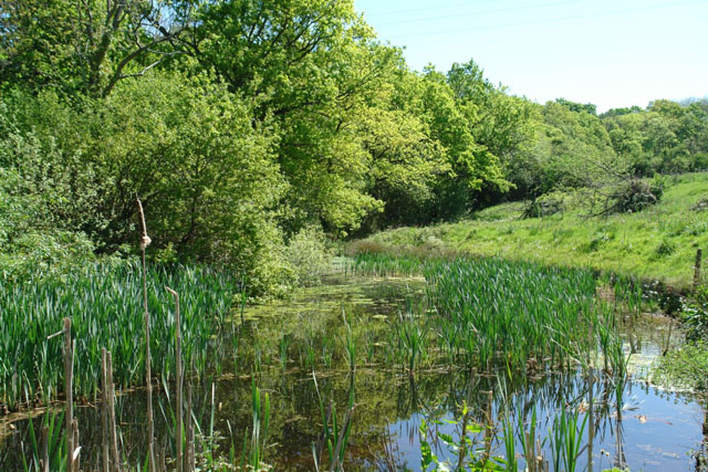 Carthorse Cottage Luton Farm Pond