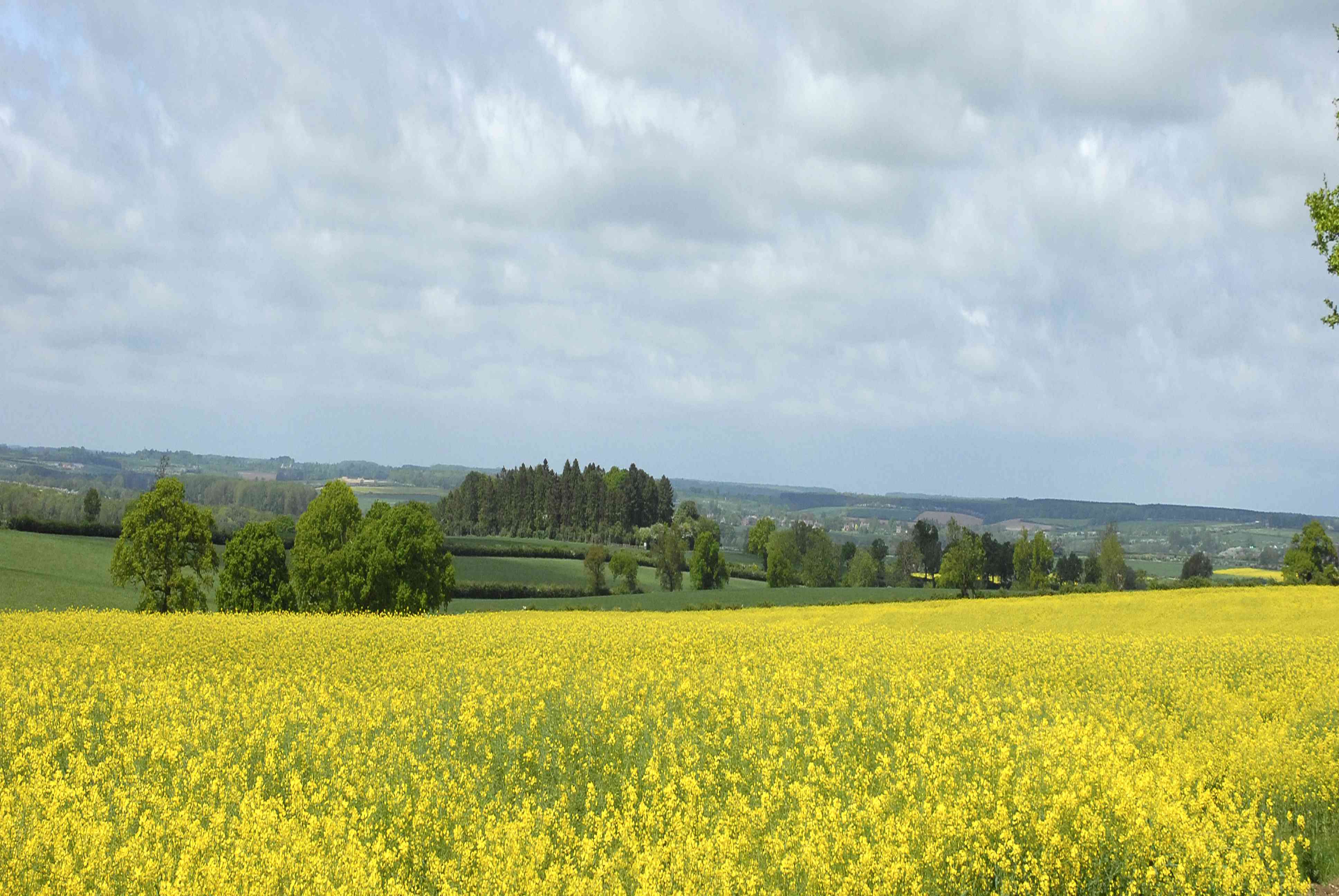 Fieldview