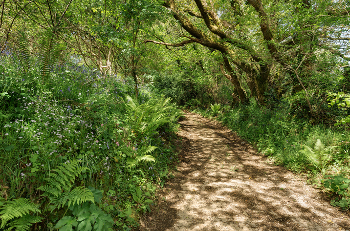 Hillside At Gara Mill In Slapton17